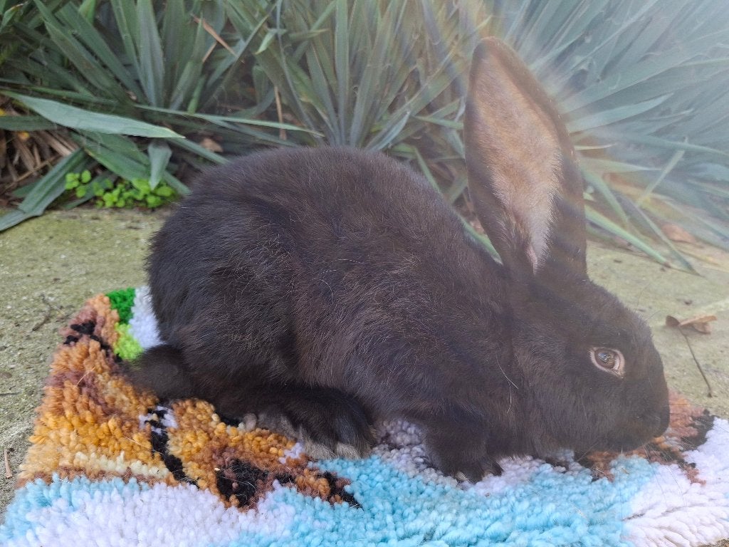 Duitse reus, Mannelijk, Groot, 0 tot 2 jaar
