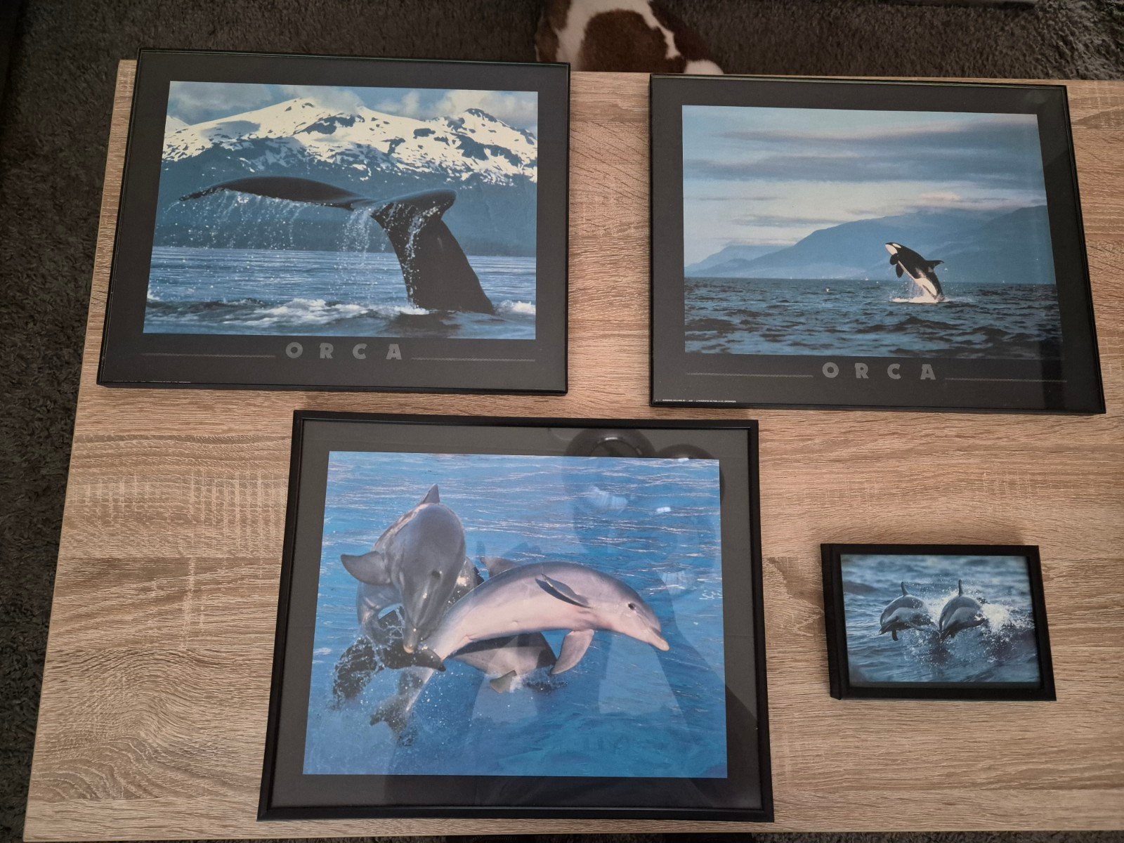 Te koop 4 mooie schilderijen van orka's en dolfijnen, Huis en Inrichting, Ophalen of Verzenden