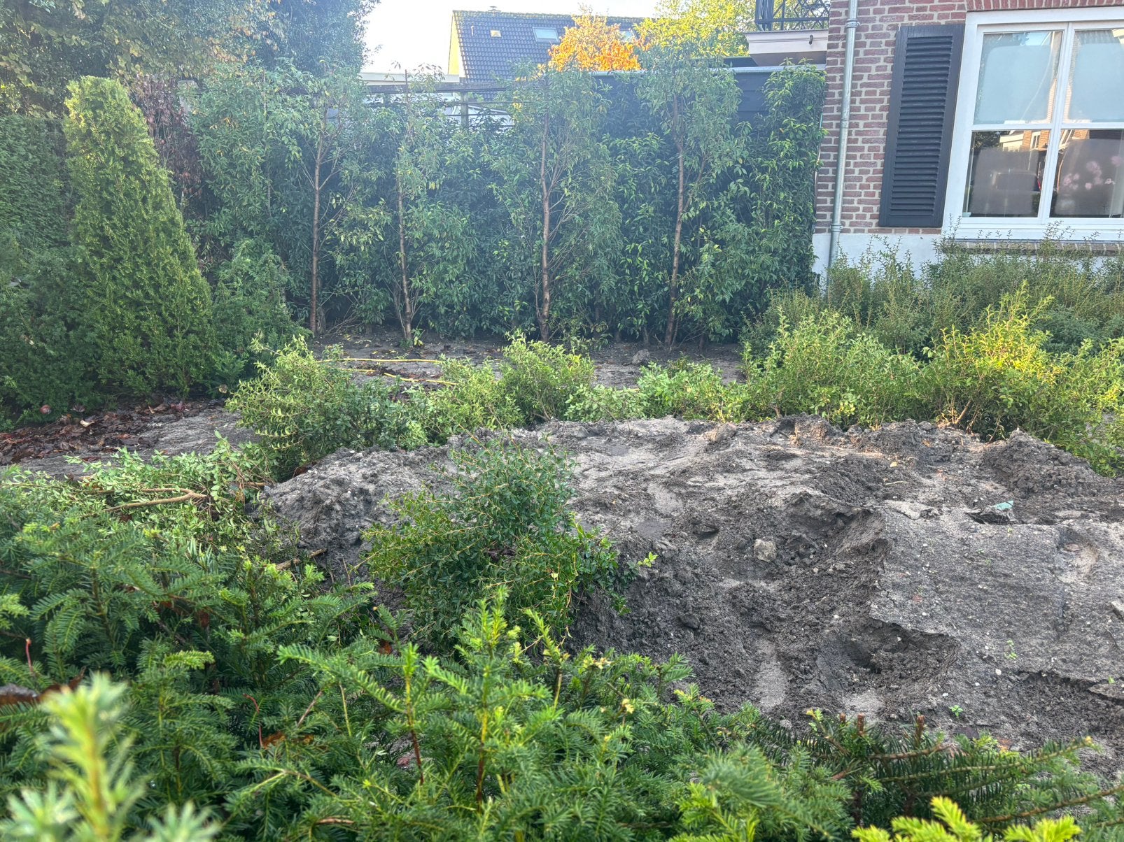 15x osmanthus burkwoodii struik, Ophalen, Overige soorten, Minder dan 100 cm