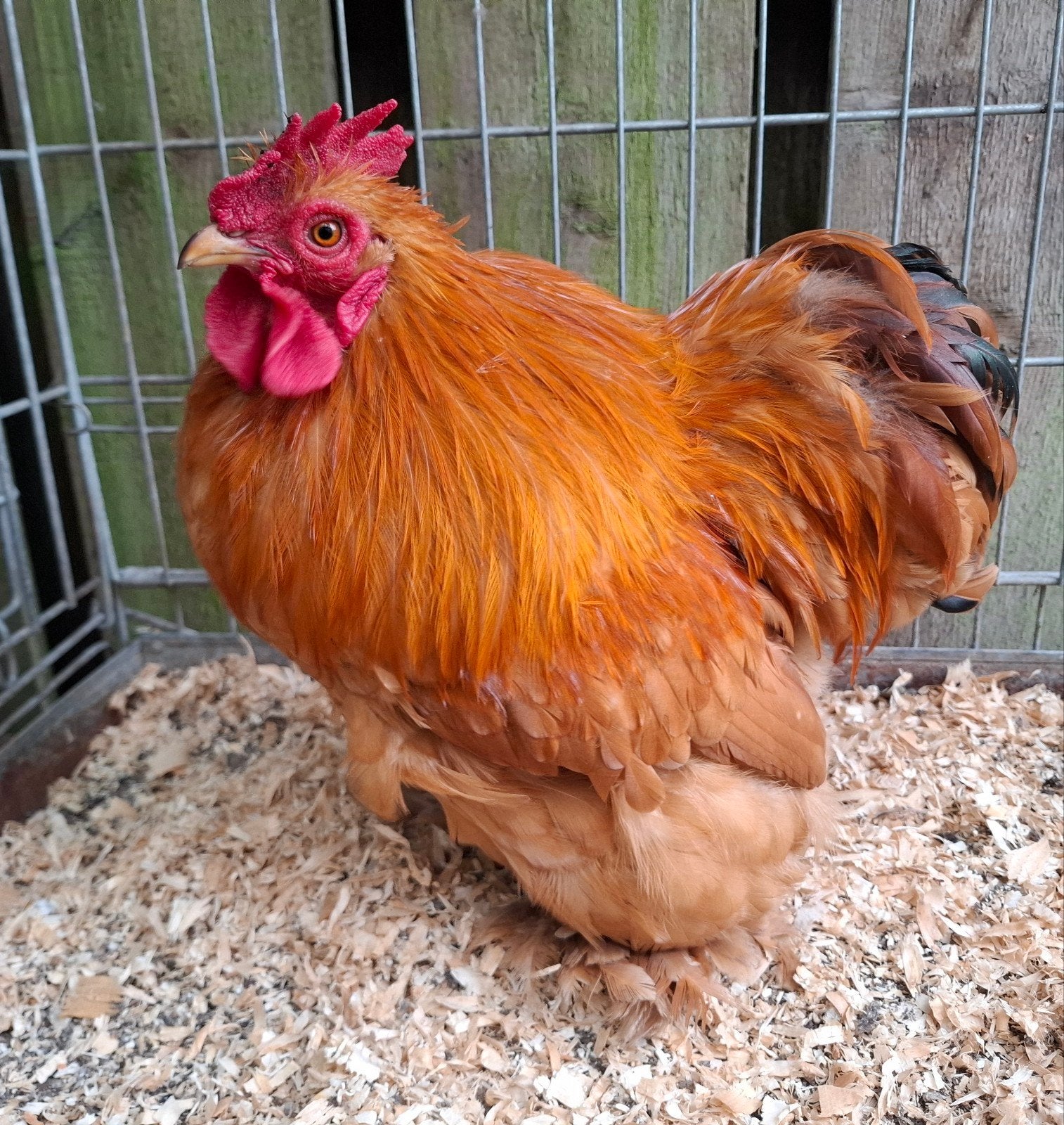 Gratis prachtige, jonge krielhaan!, Dieren en Toebehoren, Mannelijk, Kip