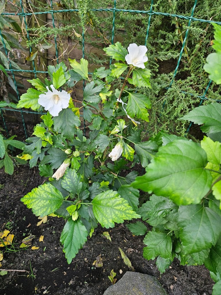 Hibiscus syriacus 70 cm wit, Tuin en Terras, Ophalen, Overige soorten, Struik, Minder dan 100 cm