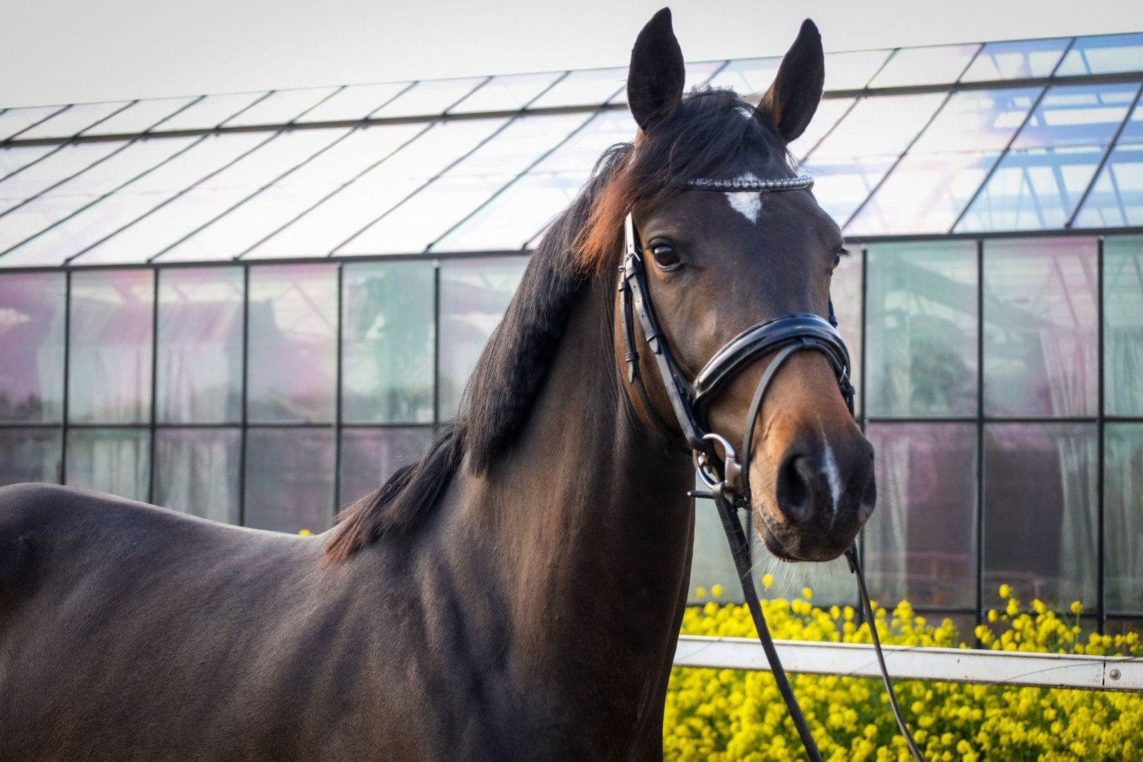 Ster fokmerrie Escamillo x Furst Frederik, Merrie, Met stamboom, Dressuurpaard, 3 tot 6 jaar