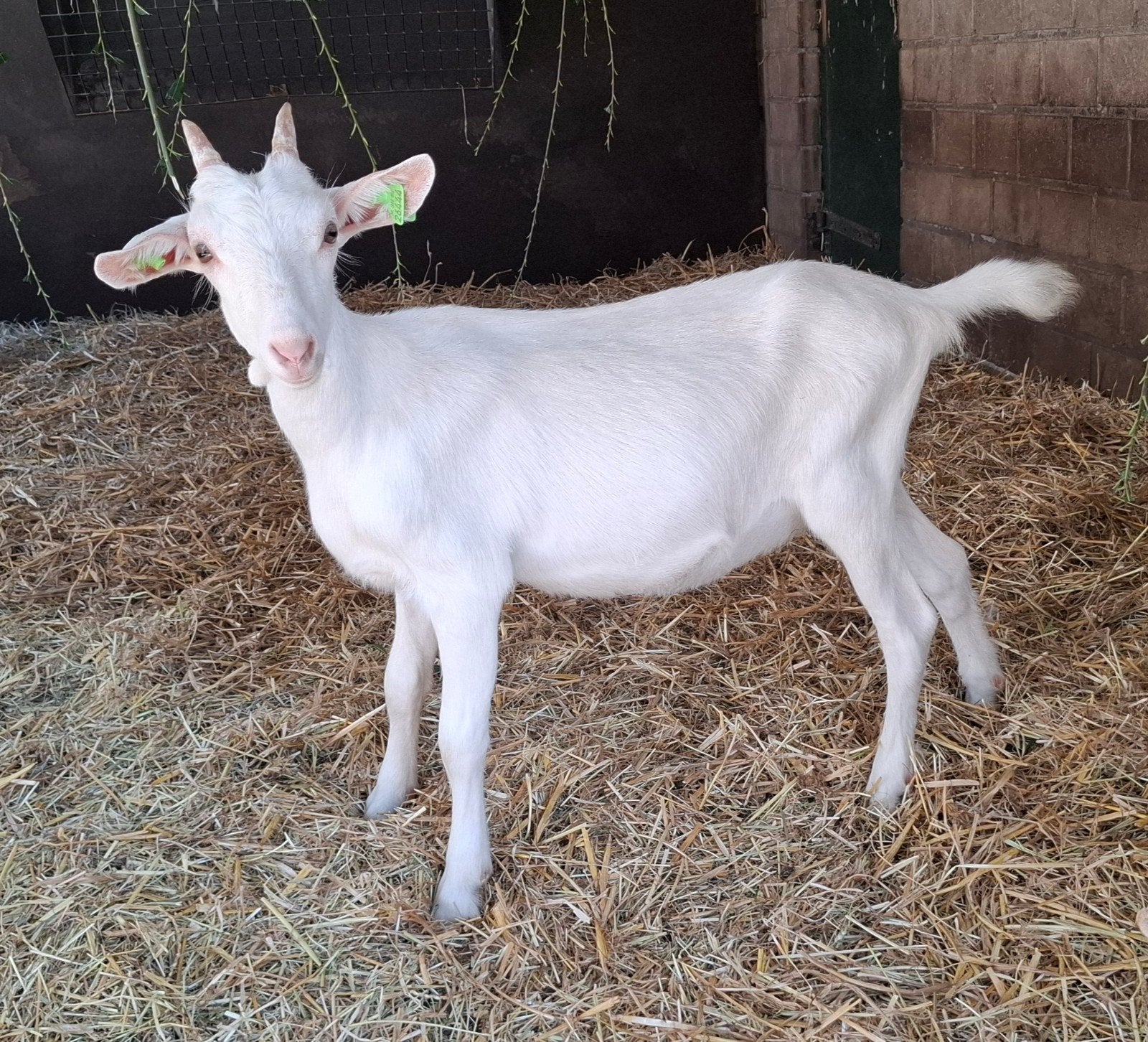 Nederlandse witte melkgeit, Dieren en Toebehoren, Schapen, Geiten en Varkens, Vrouwelijk, Geit