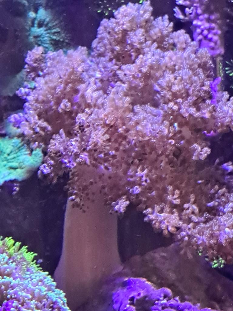 Stekjes zeewater, Dieren en Toebehoren, Vissen | Aquaria en Toebehoren, Ophalen of Verzenden, Nieuw, Overige typen