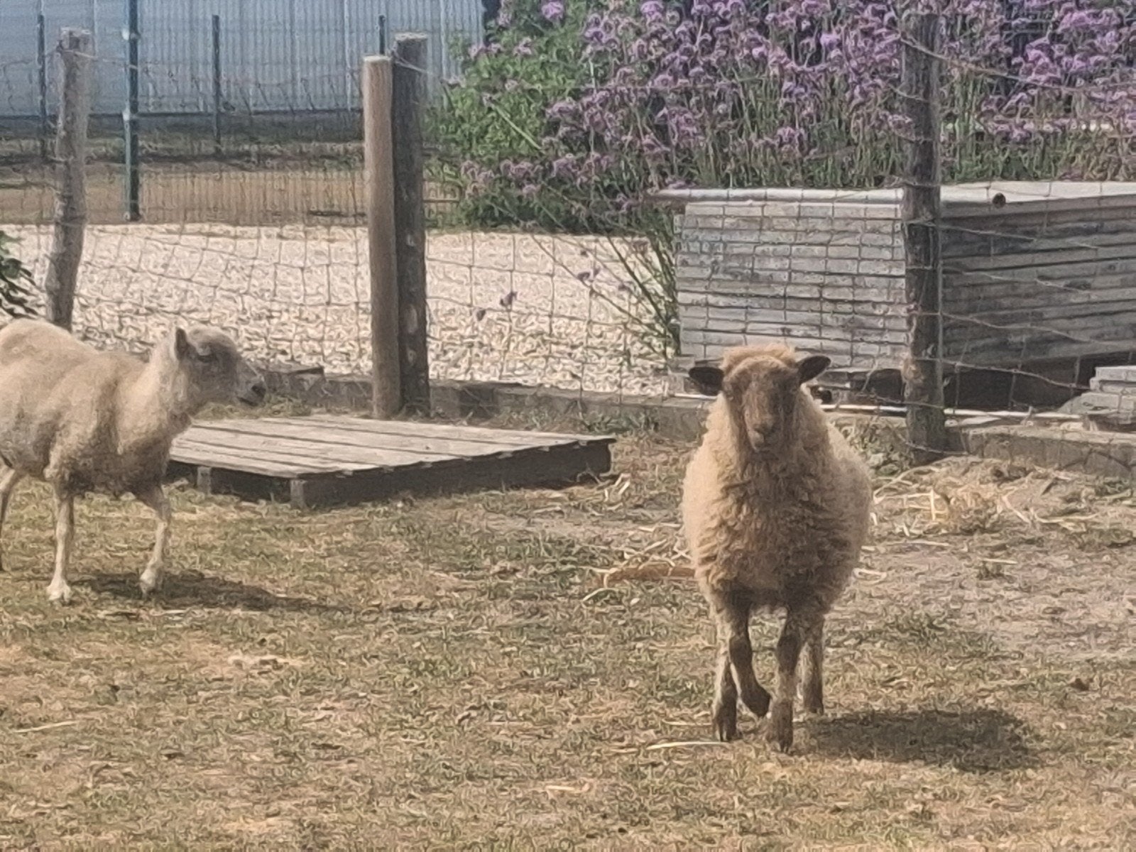 2 quessant schaapjes, Vrouwelijk, Schaap, 0 tot 2 jaar