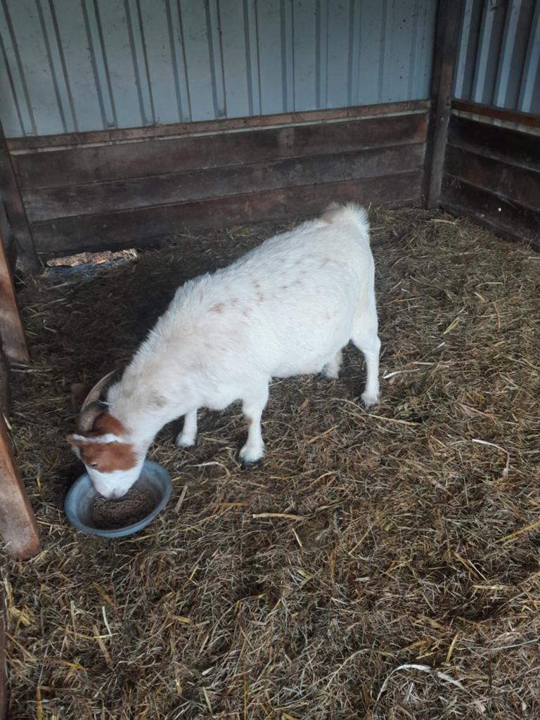 Te koop geit, Dieren en Toebehoren, Vrouwelijk, Geit