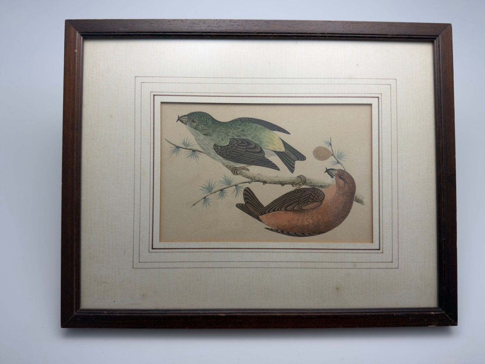 19e-eeuwse vogelprent Kruisbek Benjamin Fawcett 1864 litho, Antiek en Kunst, Ophalen