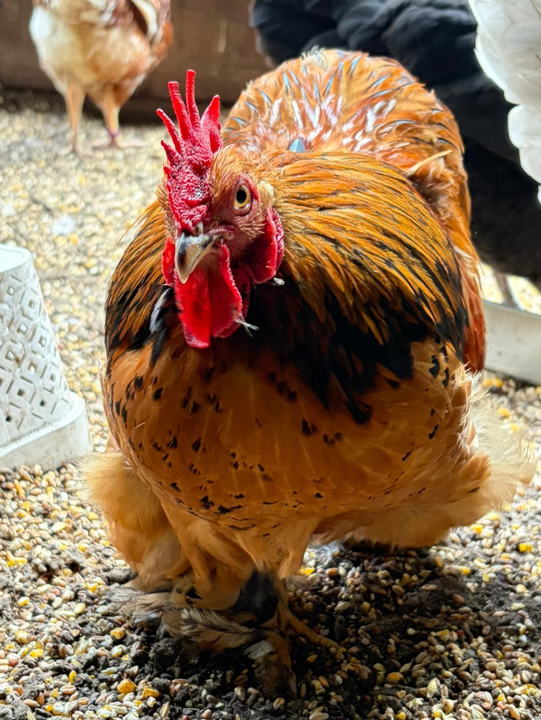 Jaimy, tamme buff-zwartcolumbia cochin kriel haan, Mannelijk, Kip