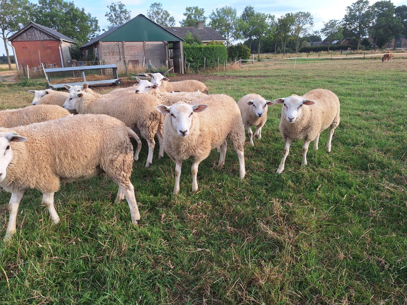 Swifter dekram te koop, Mannelijk, Schaap