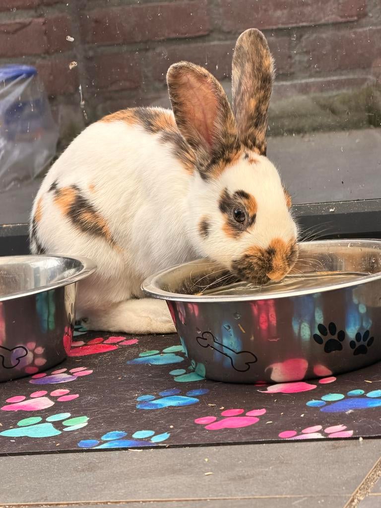 konijn., Dieren en Toebehoren, Konijnen, Vrouwelijk
