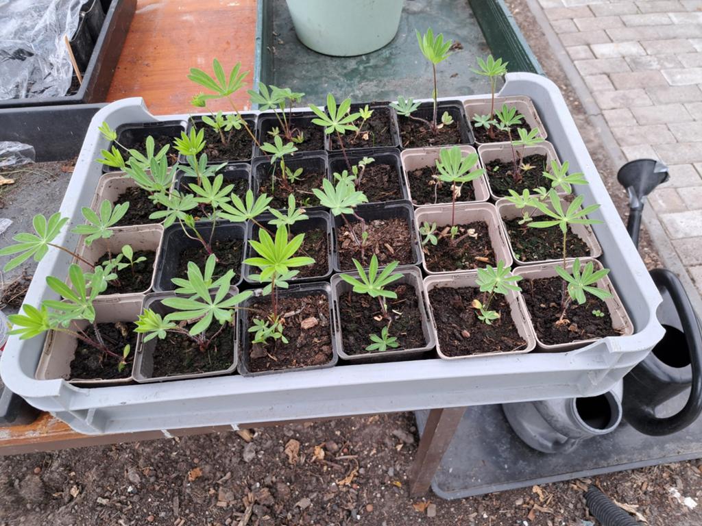 24 lupine planten te koop, Tuin en Terras, Planten | Tuinplanten, Ophalen, Overige soorten, Volle zon
