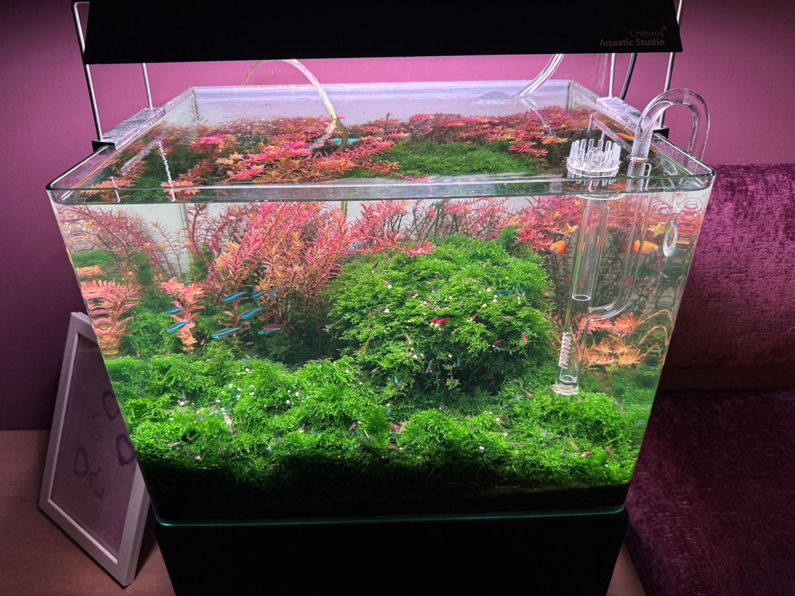 Compleet aquarium set incl CO2 instal., Dieren en Toebehoren, Ophalen
