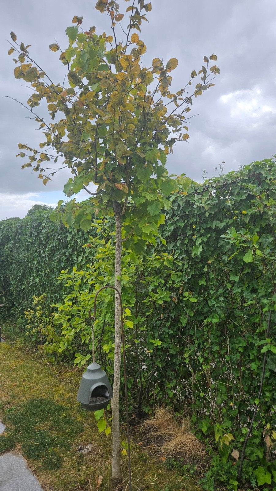 Jonge Hazelaar (Corylus avellana), Ophalen of Verzenden, Gebruikt