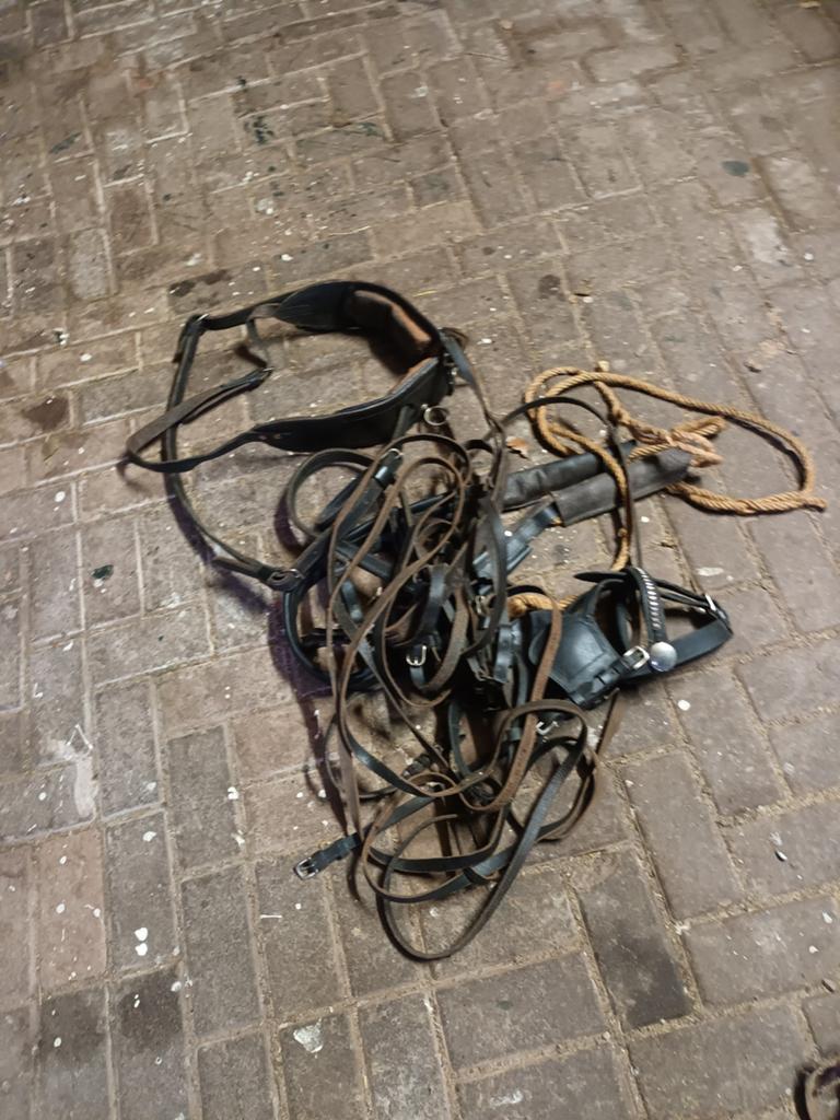 Te koop, Dieren en Toebehoren, Ophalen, Overige soorten