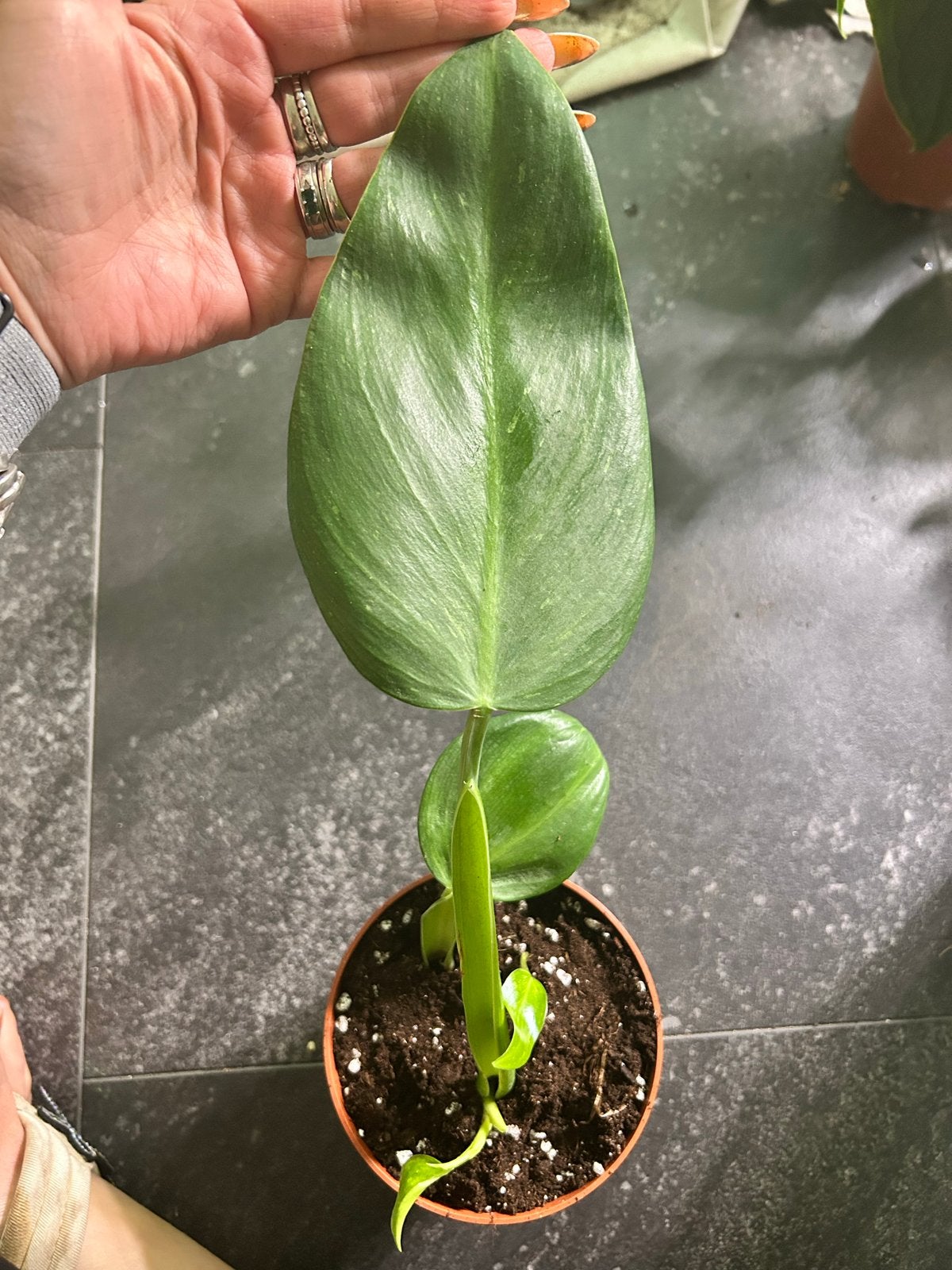 Philodendron Jose Buono met meerdere groeipunten, Huis en Inrichting, Kamerplanten, Ophalen of Verzenden, Halfschaduw, Minder dan 100 cm