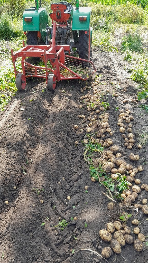 nieuwe aardappelen, Diversen, Levensmiddelen, Ophalen