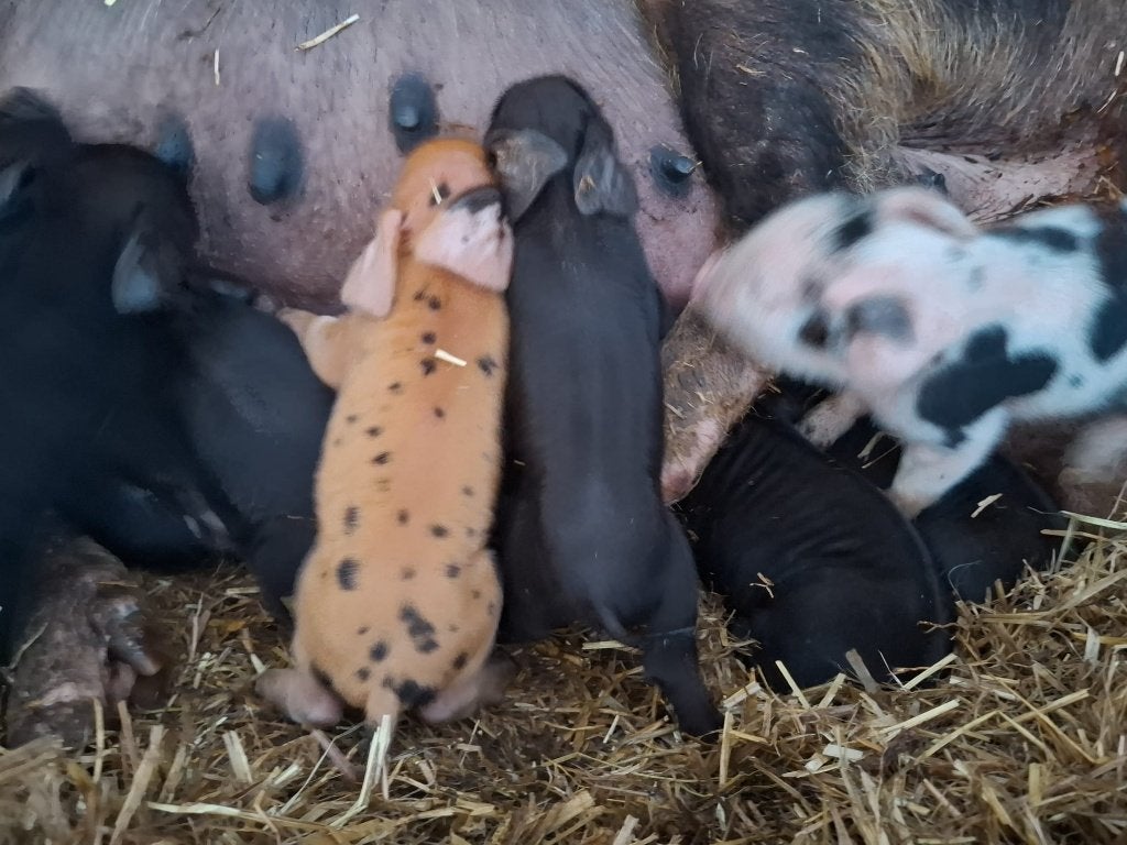 Biggen. Bonte Bentheimer x KuneKune (Kune Kune), Meerdere dieren, Varken, 0 tot 2 jaar