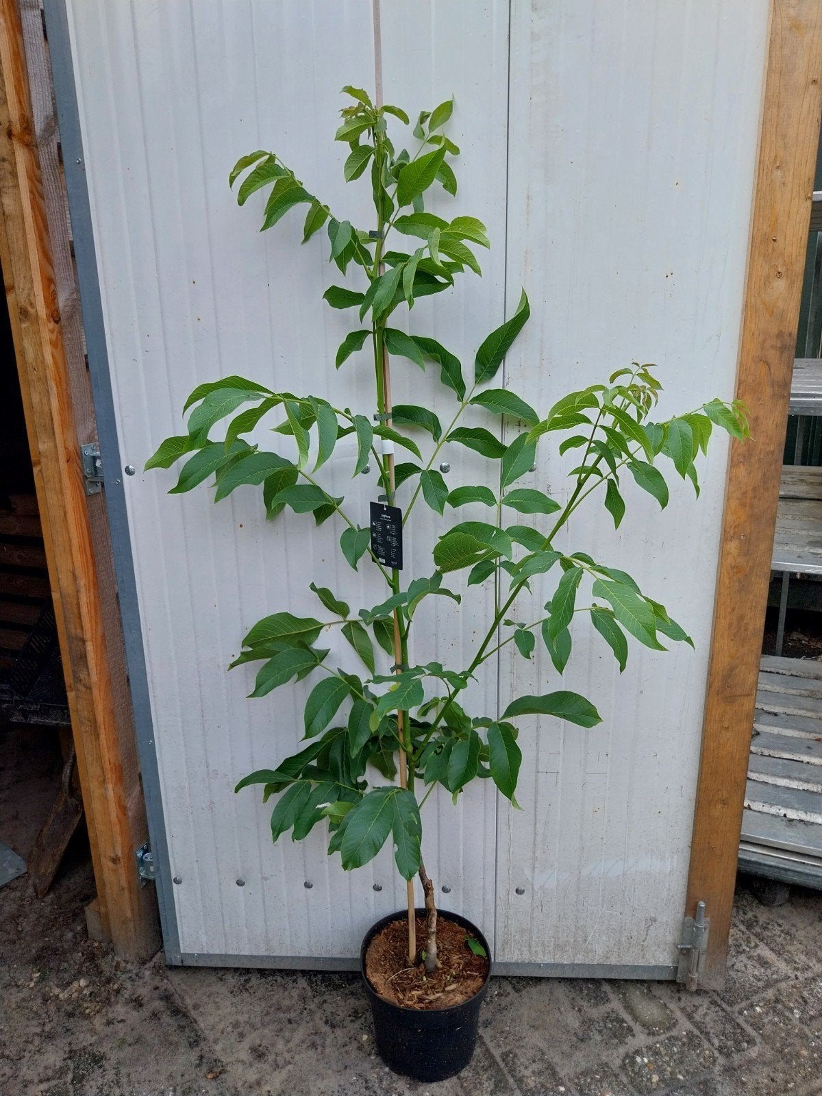 Walnotenboom 'Buccaneer' - Juglans Regia, Tuin en Terras, Planten | Fruitbomen, Ophalen, Lente, Volle zon, In pot