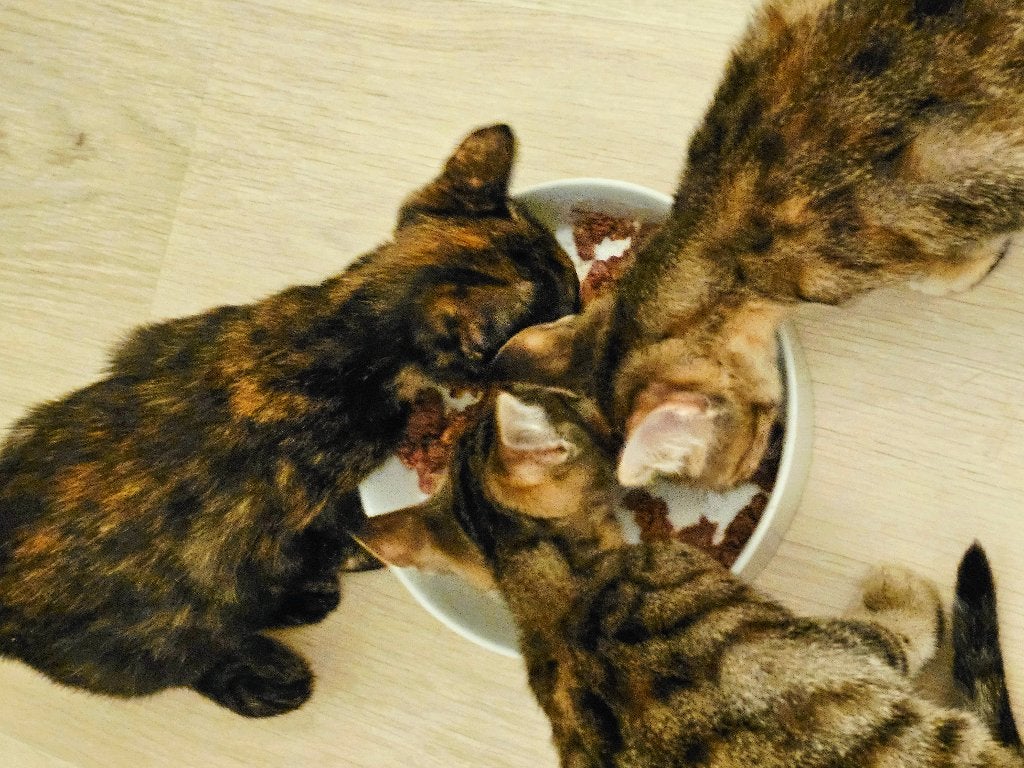 3 zeer lieve kittens (v) ingeent, chip, ontwormd, 3,5 mnd., Poes, Kortharig, 0 tot 2 jaar