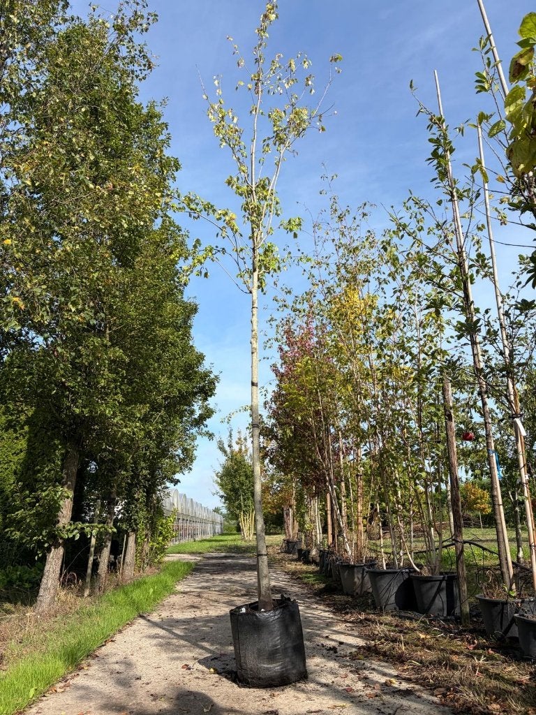 Acer rubrum October Glory rode esdoon boom outlet, Overige soorten, Lente, 400 cm of meer, Ophalen