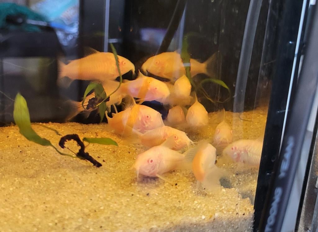 Albino corydoras, nakweek., Vis