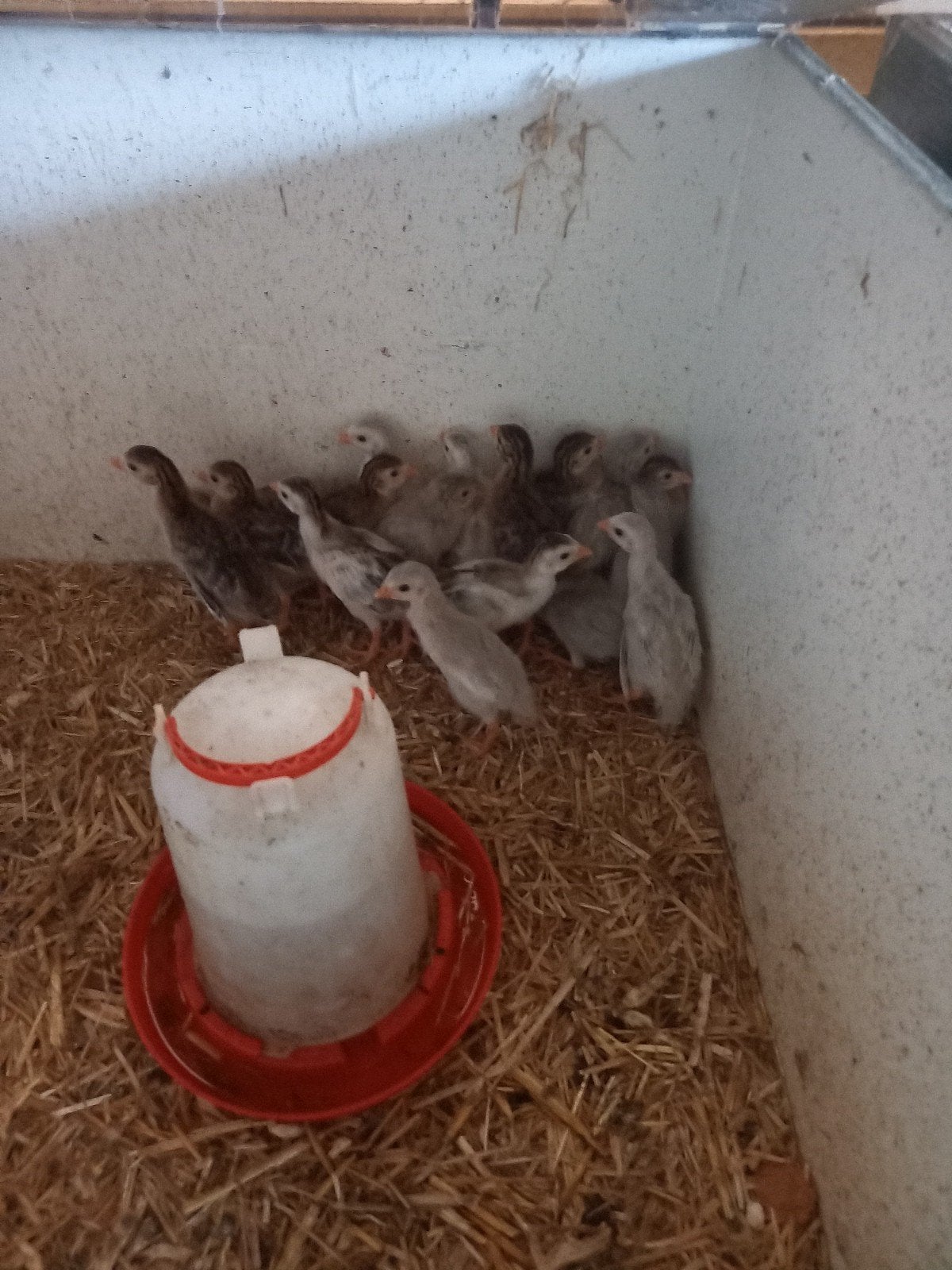 Hele mooie parelhoenders te koop