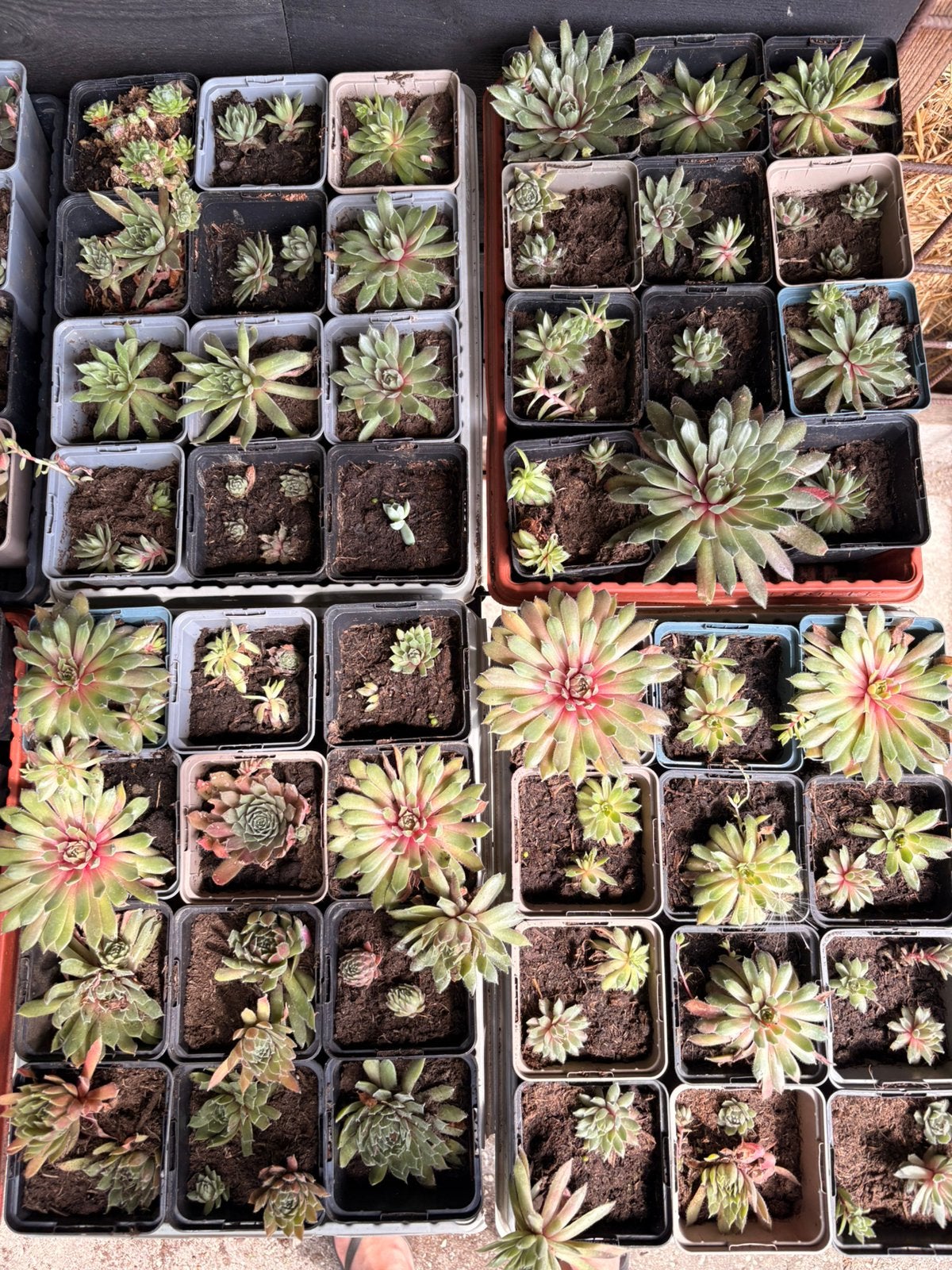 Vetplantjes te koop, Ophalen of Verzenden, Overige soorten, Volle zon