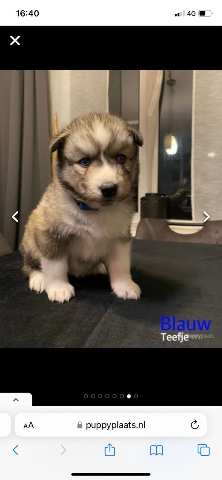 Kruising husky/malamute/keeshond, Dieren en Toebehoren, Teef, Poolhond, Eén hond, 3 tot 5 jaar