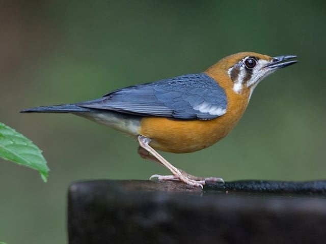 Span damalijsters ruilen, Dieren en Toebehoren, Vogels | Overige Vogels, Meerdere dieren