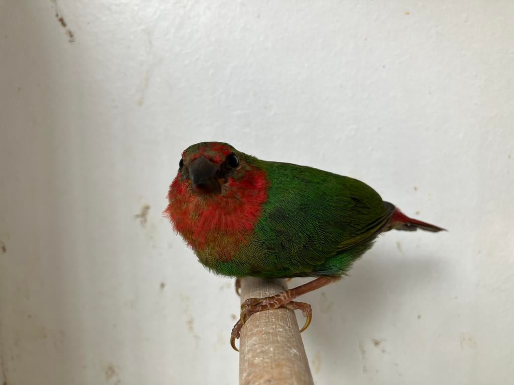 Te koop: roodkop papegaai amadine man, Mannelijk