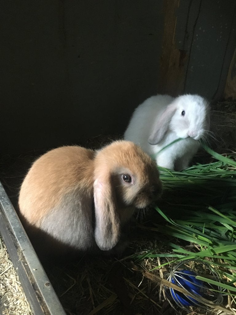 NHD xMinilop, Dieren en Toebehoren, Konijnen, Meerdere dieren, Dwerg, Hangoor, 0 tot 2 jaar