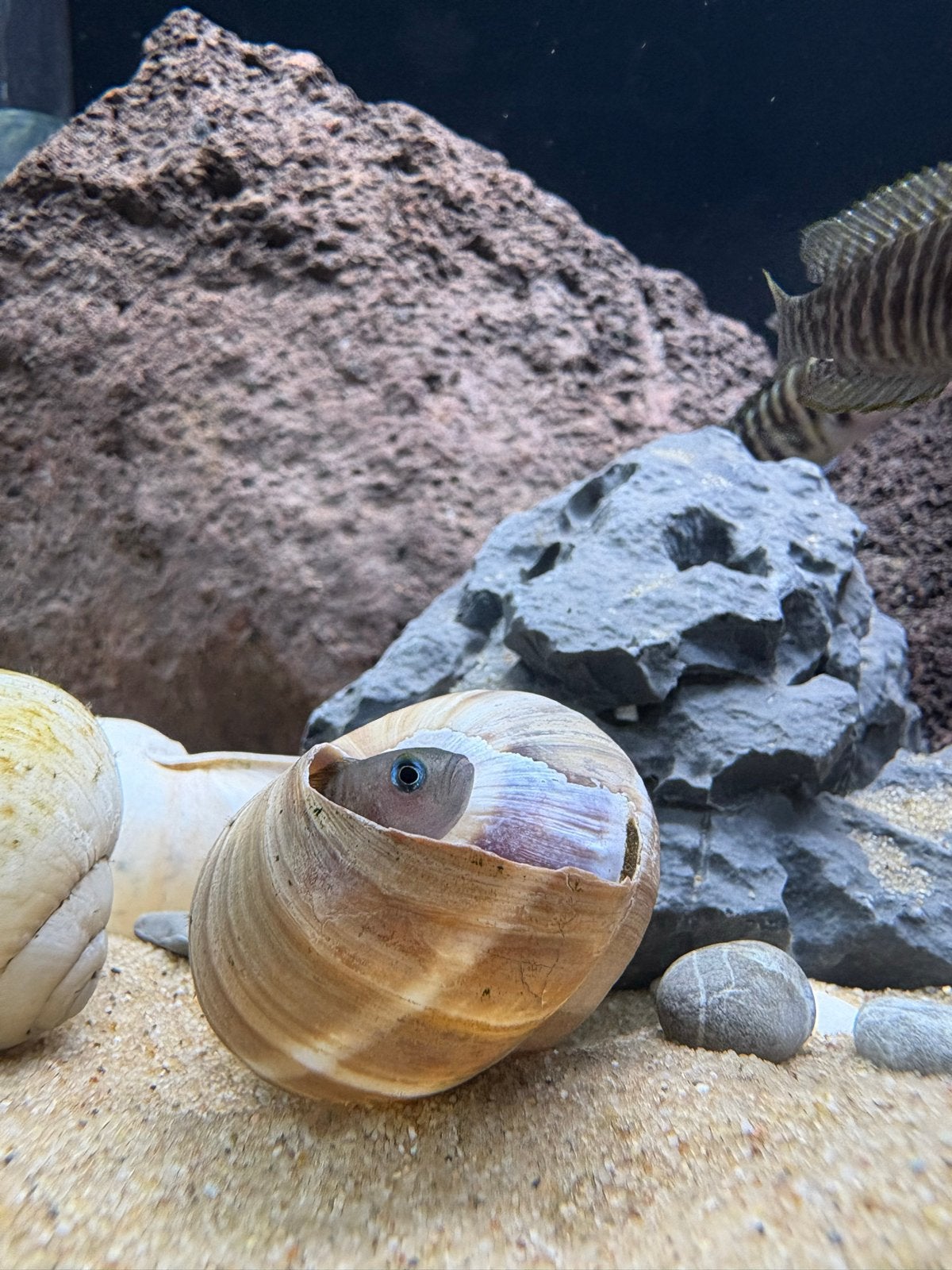 Neolamprologus Multifasciatus, Vis