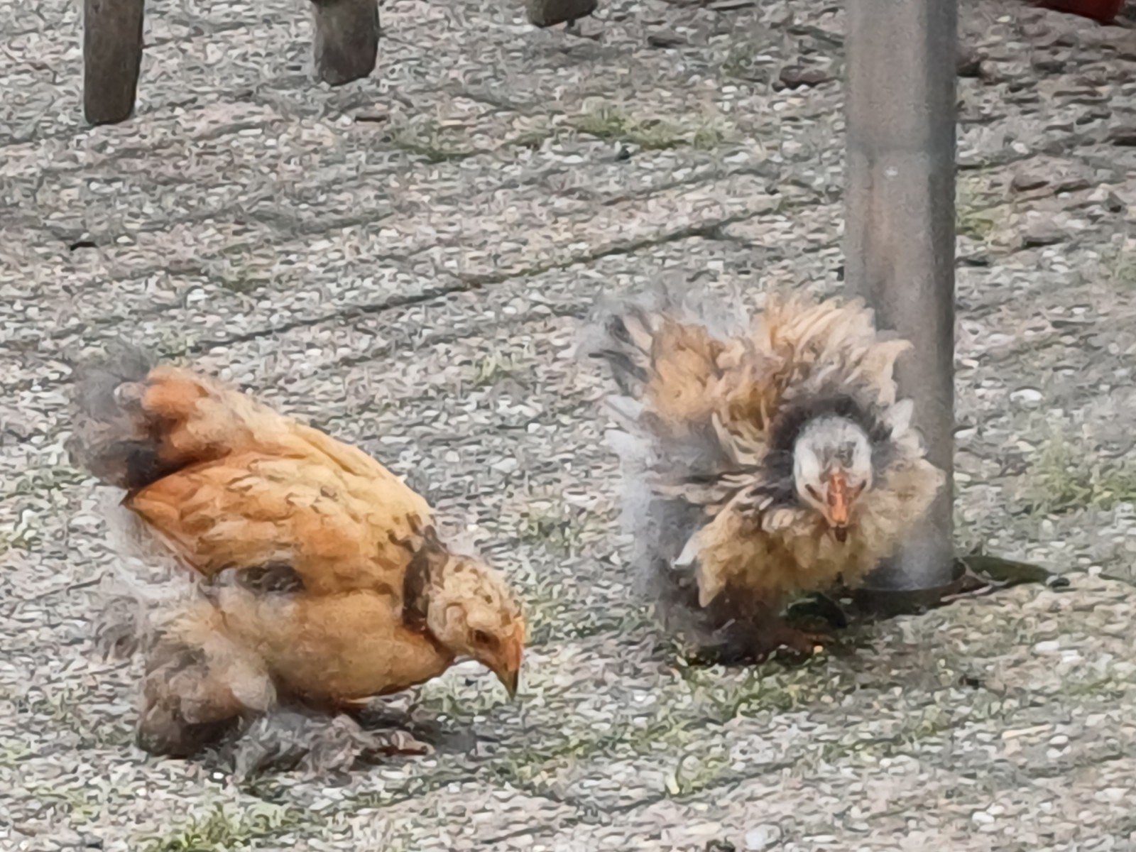 Gratis (krulveer) cochin haantjes, Dieren en Toebehoren, Mannelijk, Kip