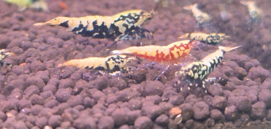 Boa caridina, Dieren en Toebehoren, Ophalen of Verzenden, Nieuw, Overige typen