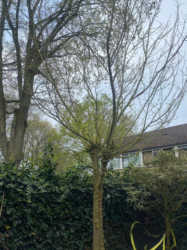 Mooie Goudiep boom - Ideaal voor uw tuin, Bloeit niet, Overige soorten, 250 tot 400 cm, Ophalen