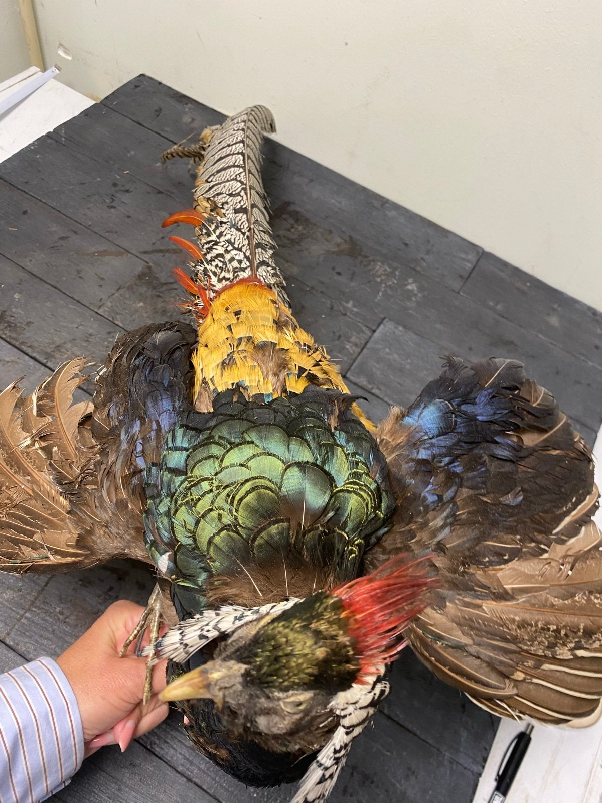 Lady amherst fazant - taxidermie, Verzamelen, Ophalen of Verzenden, Vogel, Opgezet dier