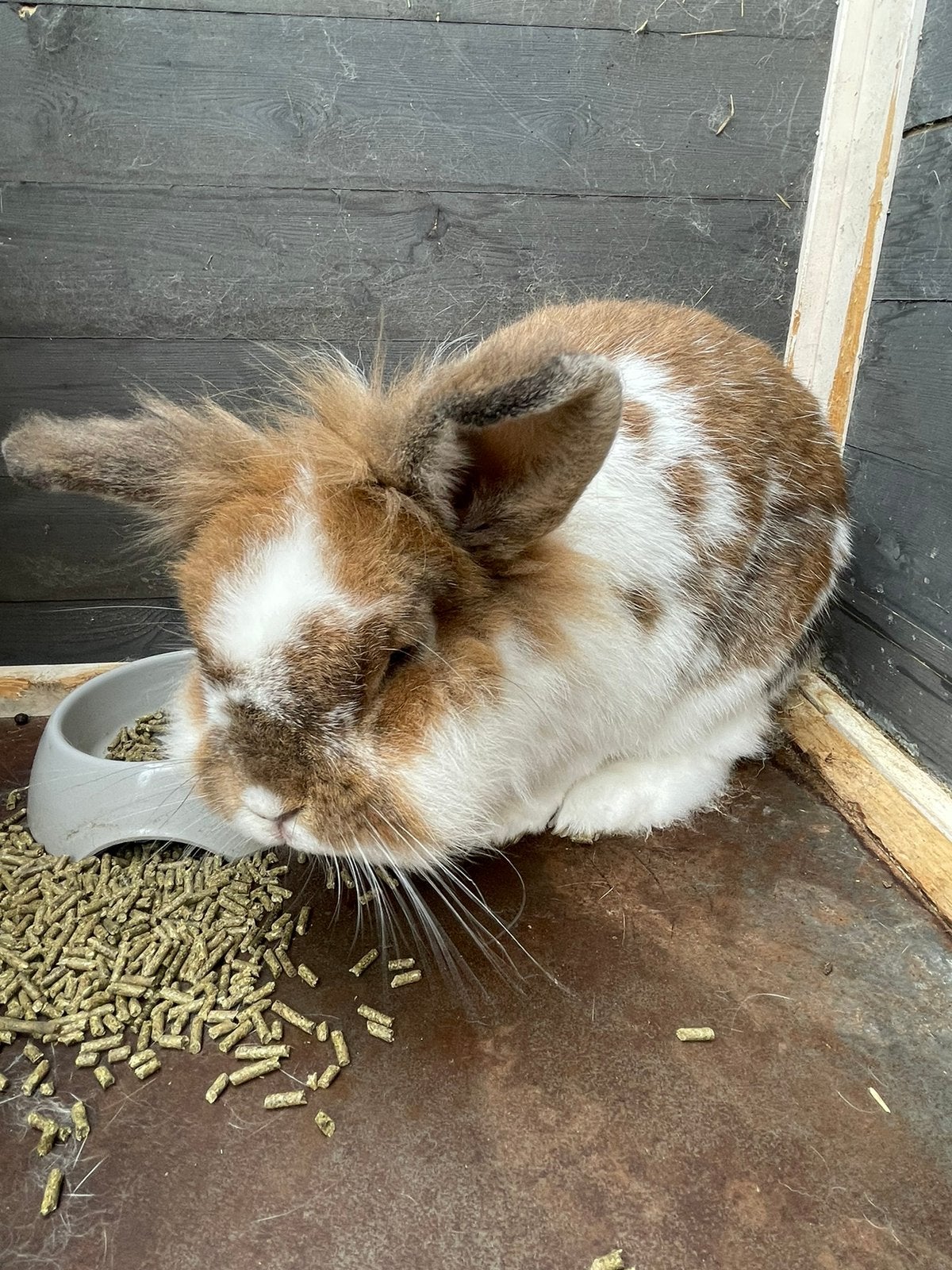Huis gezocht voor een lief konijntje, Mannelijk