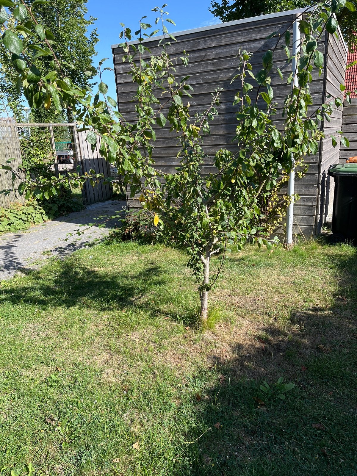 Pruimenboom met gele pruimen, Ophalen, Overige soorten, Struik, 100 tot 250 cm