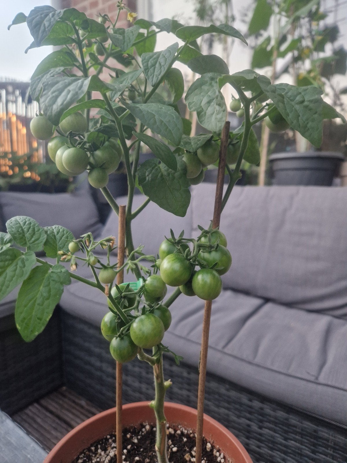 Tomaten plant met bloemen/vruchten, Volle zon, Groenteplanten, Eenjarig, Ophalen of Verzenden