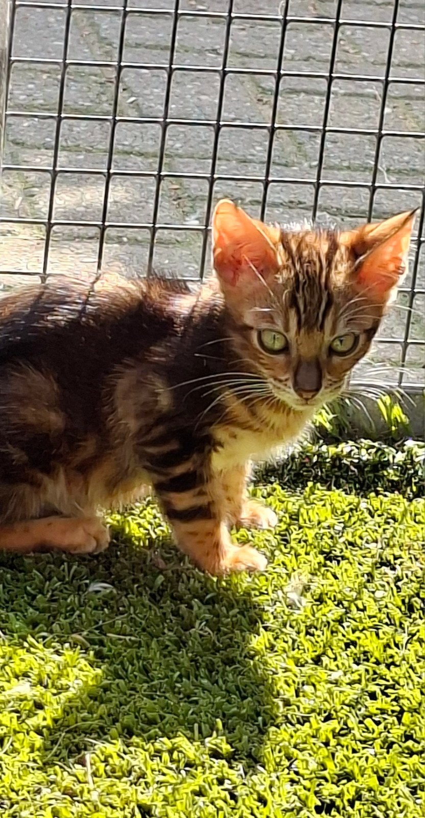 Bengaalse katertjes, Dieren en Toebehoren, Kater, Ontwormd, 0 tot 2 jaar