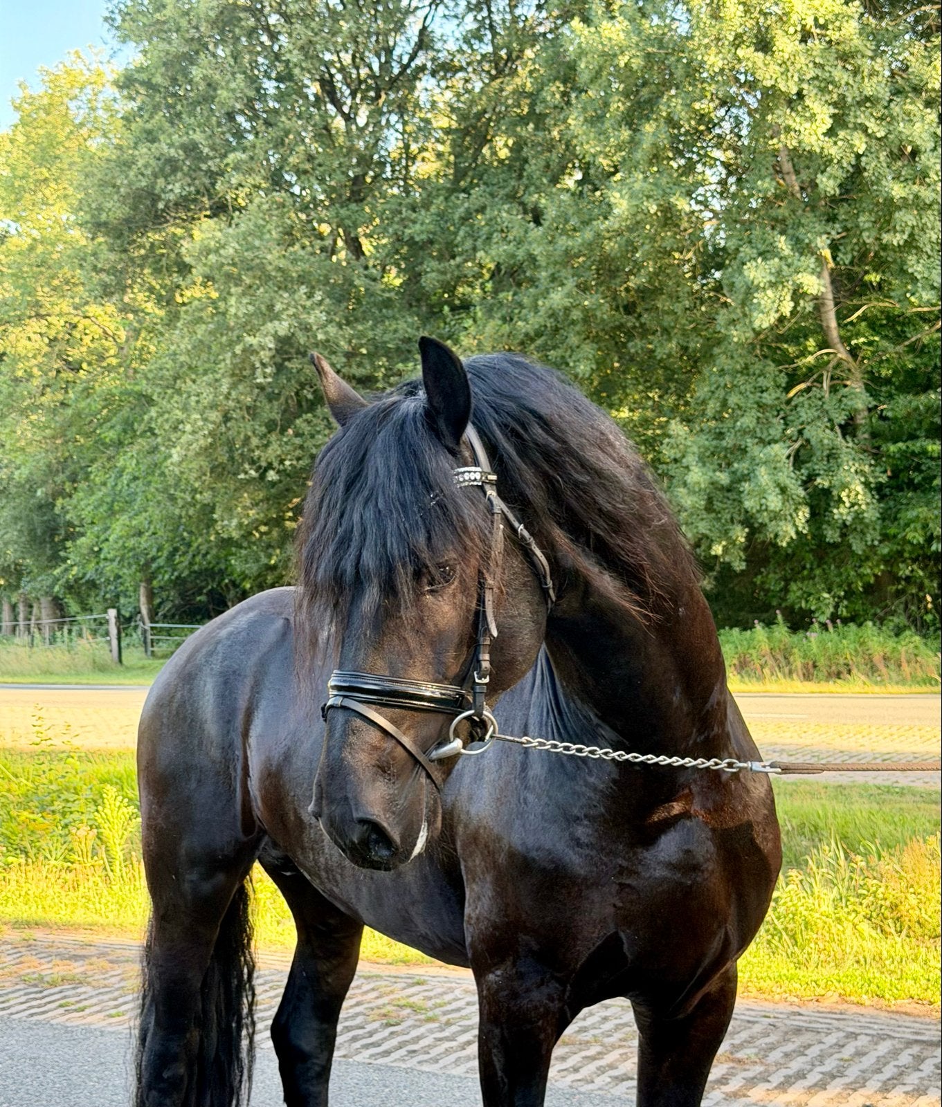 Stoere Talentvolle Friese Hengst, Dressuurpaard, Hengst, 3 tot 6 jaar, 160 tot 165 cm
