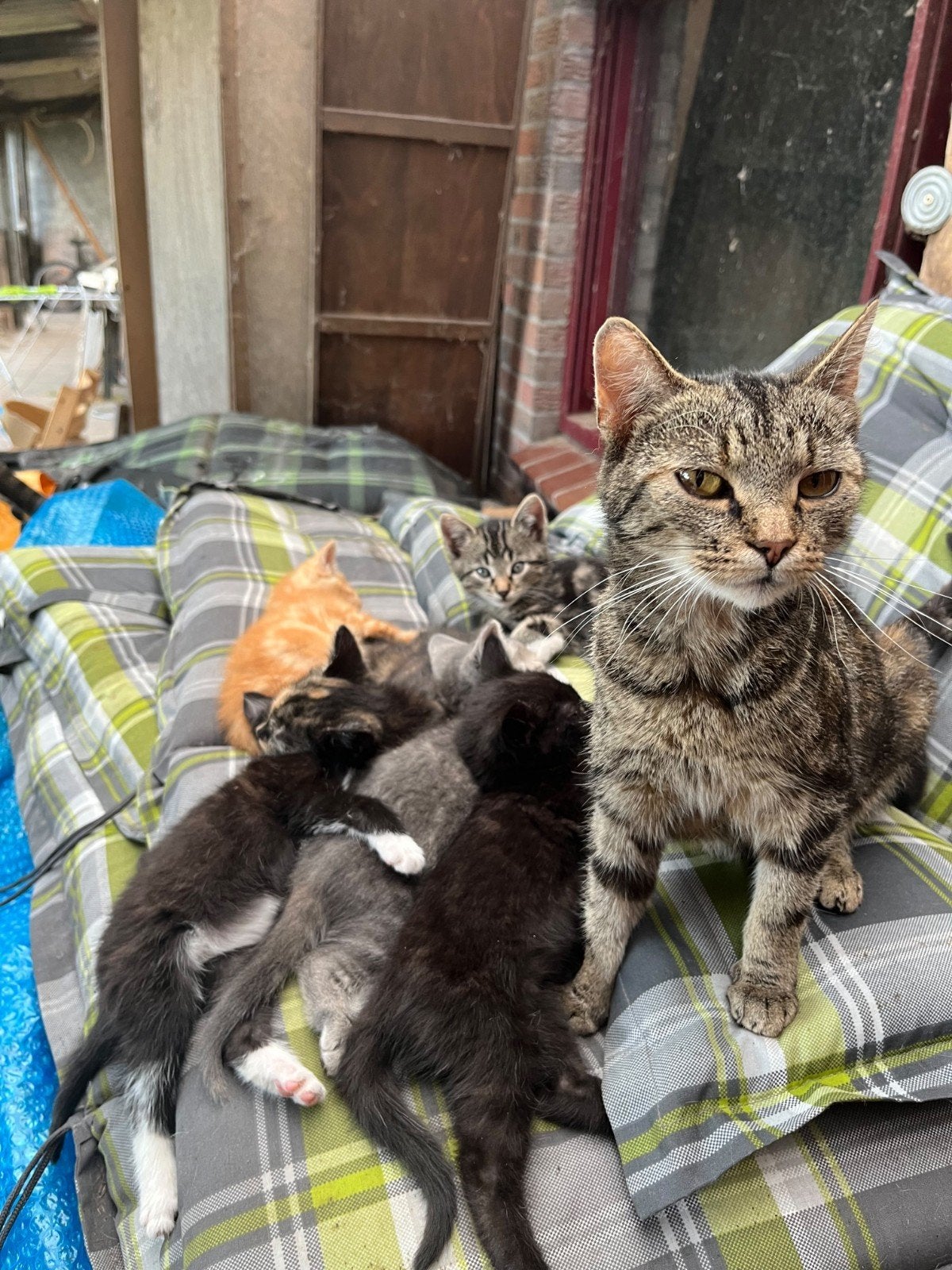 Lieve ondeugende kittens katers, Kater, 0 tot 2 jaar