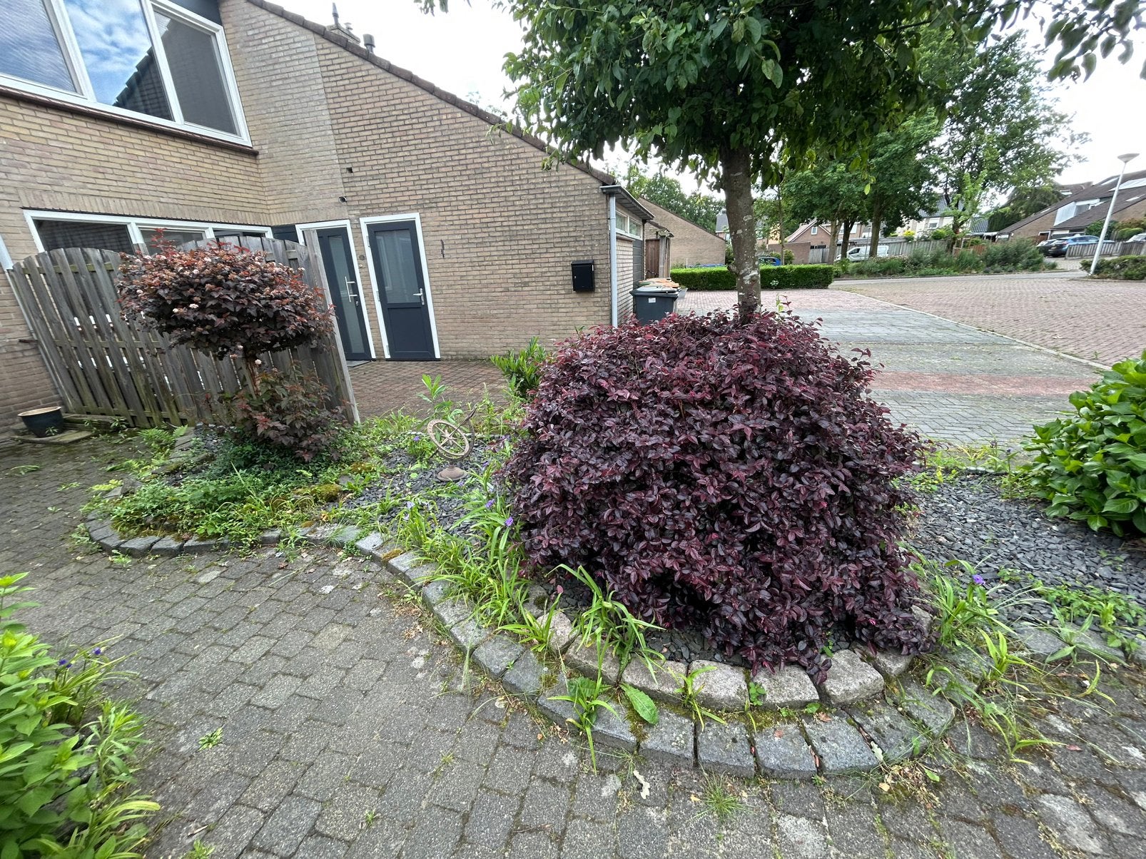 Tuin, Tuin en Terras, Planten | Struiken en Hagen, Ophalen, Overige soorten, Struik
