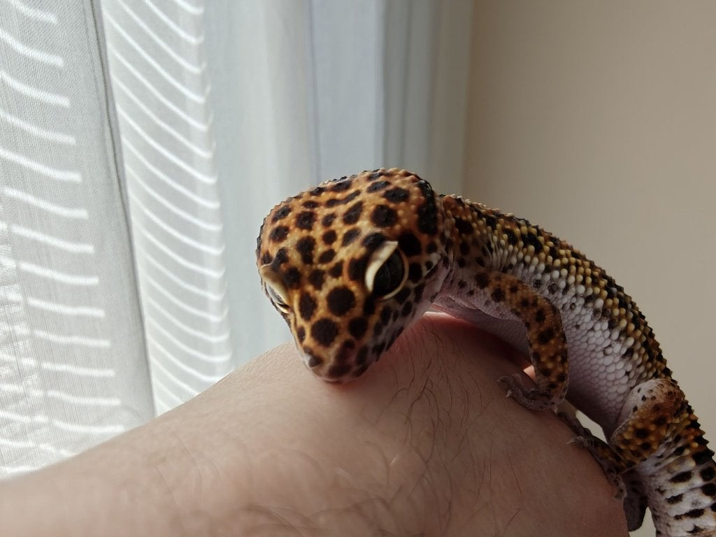 Luipaard gekko inclusief terarrium Leopard Gecko photo 3
