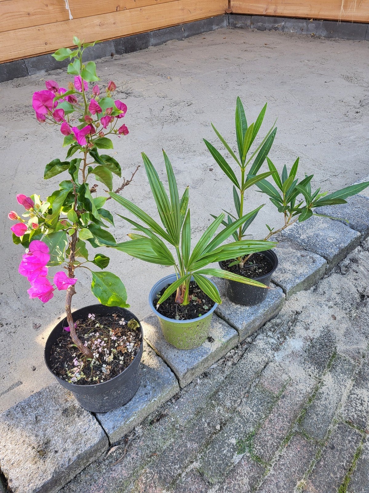 bougainville, palmboompje en een oleander, Tuin en Terras, Ophalen, Overige soorten, Volle zon