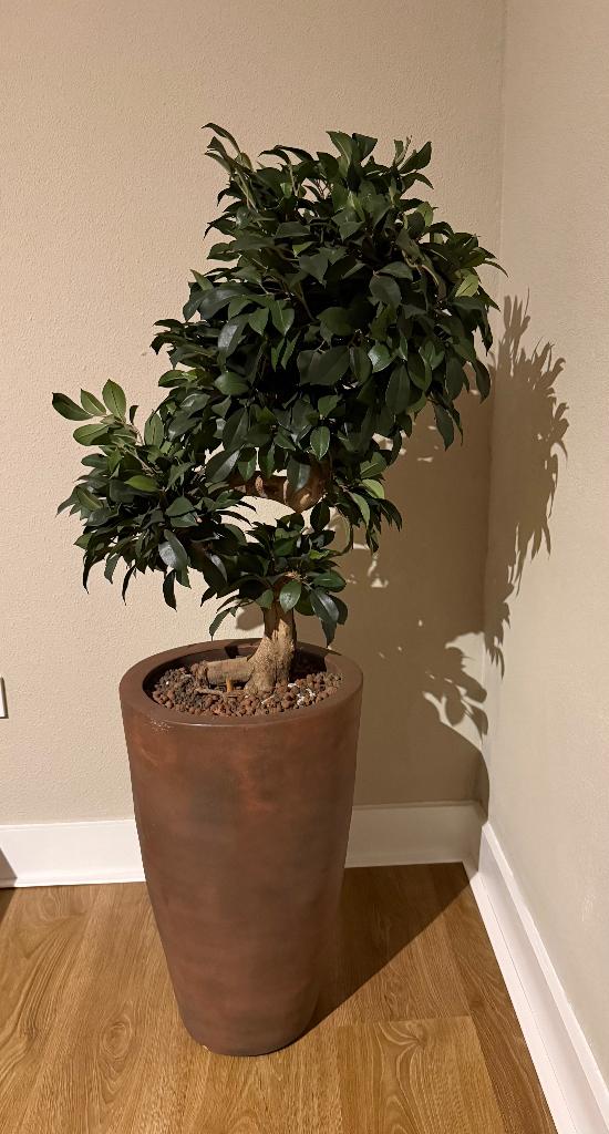 Exclusieve bonsai Ficus Exotica in luxe pot, 140 cm, Onderhoudsvrij, Kunstplant, Ophalen of Verzenden