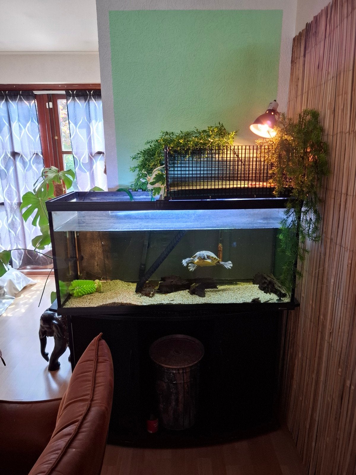 Schildpadden bak, Ophalen, Gebruikt, Terrarium of Paludarium