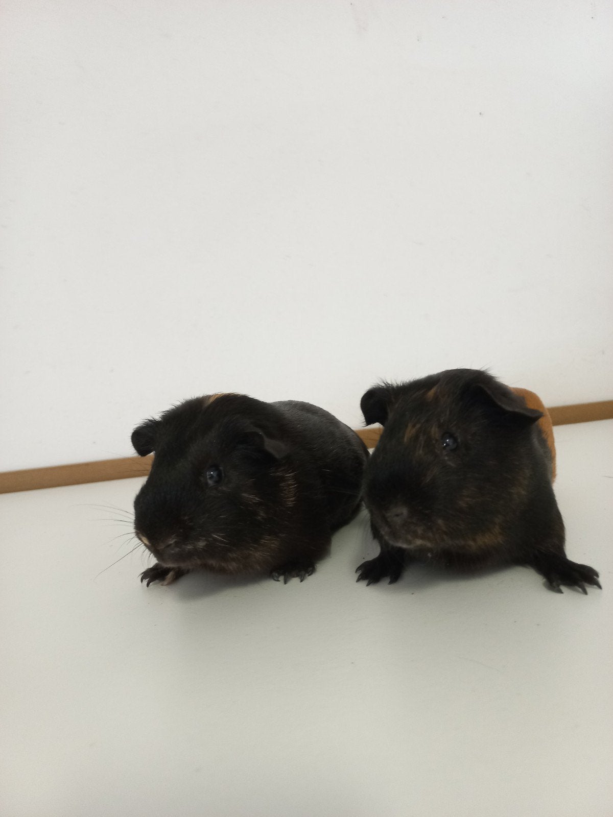 cavia's gratis afhalen, Dieren en Toebehoren, Knaagdieren, Cavia, Februari, Mannelijk, Tam