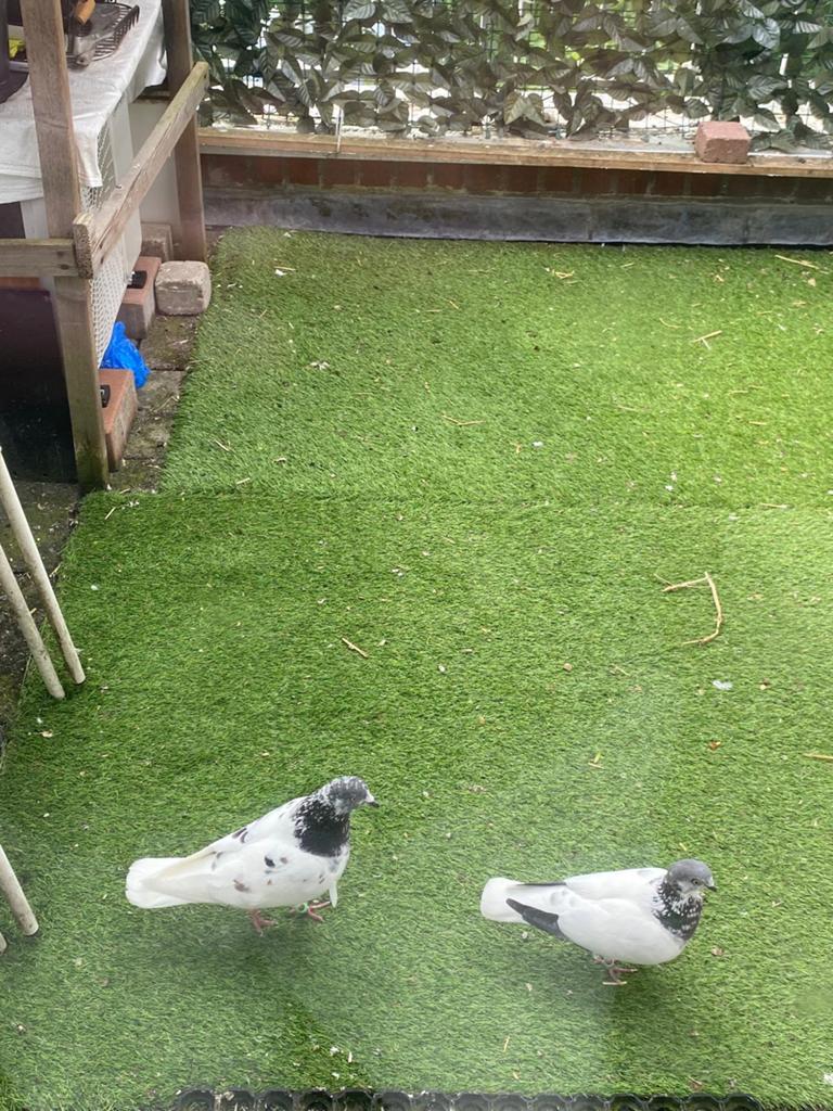 Een koppel duiven dat hoog vliegt,, Meerdere dieren