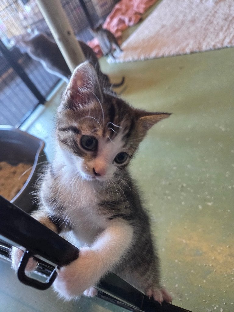Super sociale kittens oma is britse korthaar., Meerdere dieren, Ontwormd